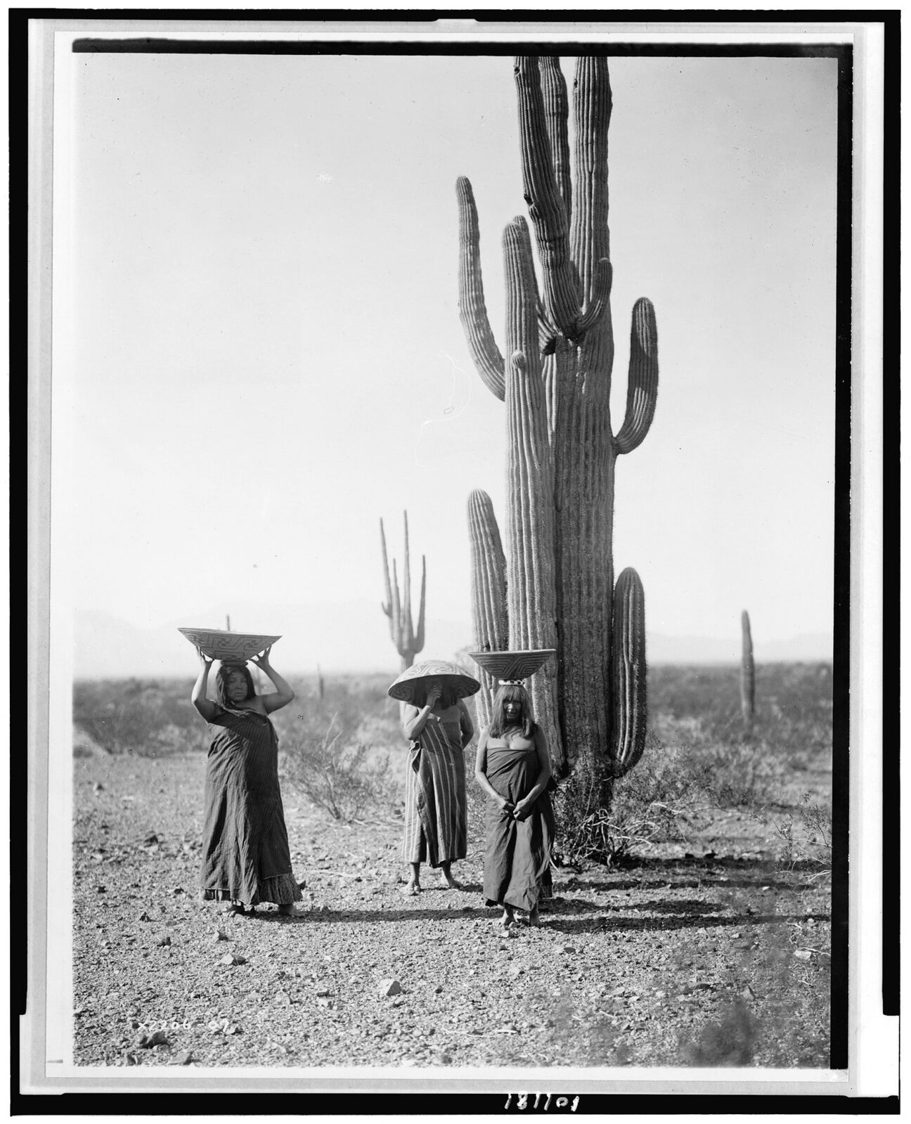 Maricopa women gathering fruit from Saguaro cacti by Edward S. Curtis